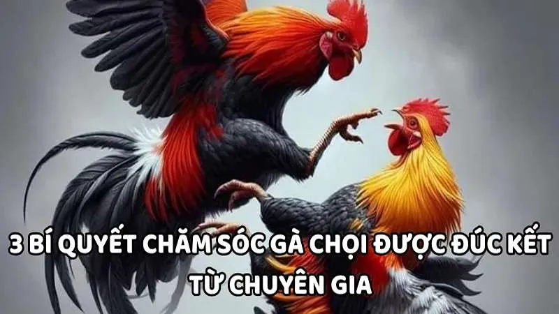 3 bí quyết chăm sóc gà chọi được đúc kết từ chuyên gia