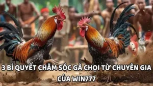 3 bí quyết chăm sóc gà chọi từ chuyên gia của WIN777