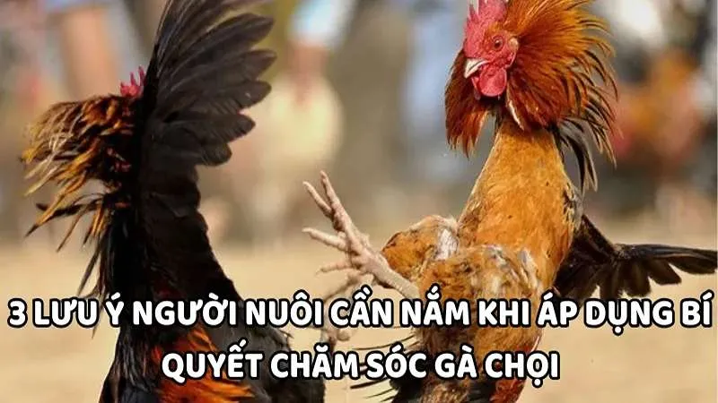 3 lưu ý người nuôi cần nắm khi áp dụng bí quyết chăm sóc gà chọi