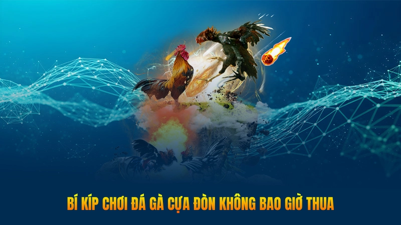 Bí kíp chơi đá gà cựa đòn không bao giờ thua