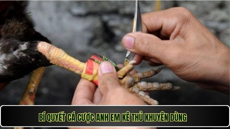 Bí quyết cá cược anh em kê thủ khuyên dùng