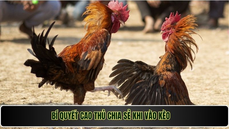 Bí quyết cao thủ chia sẻ khi vào kèo