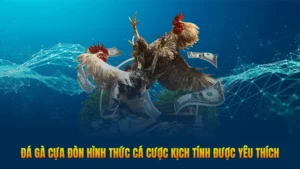 Đá gà cựa đòn – Hình thức cá cược kịch tính được yêu thích