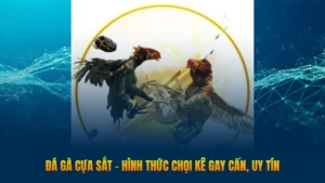 Đá gà cựa sắt - Hình thức chọi kê gay cấn, uy tín