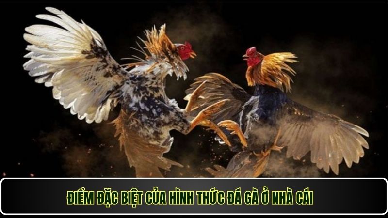 Điểm đặc biệt của hình thức đá gà ở nhà cái