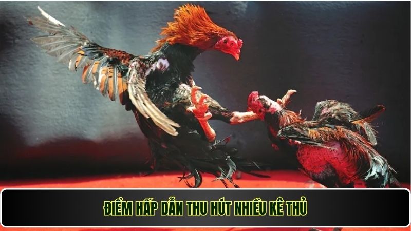 Điểm hấp dẫn thu hút nhiều kê thủ