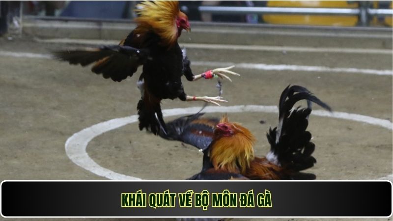 Khái quát về bộ môn đá gà