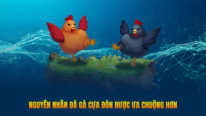 Nguyên nhân đá gà cựa đòn được ưa chuộng hơn