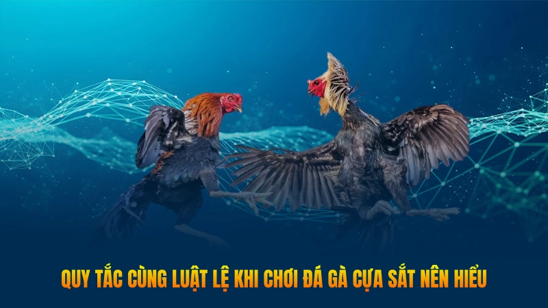 Quy tắc cùng luật lệ khi chơi đá gà cựa sắt nên hiểu