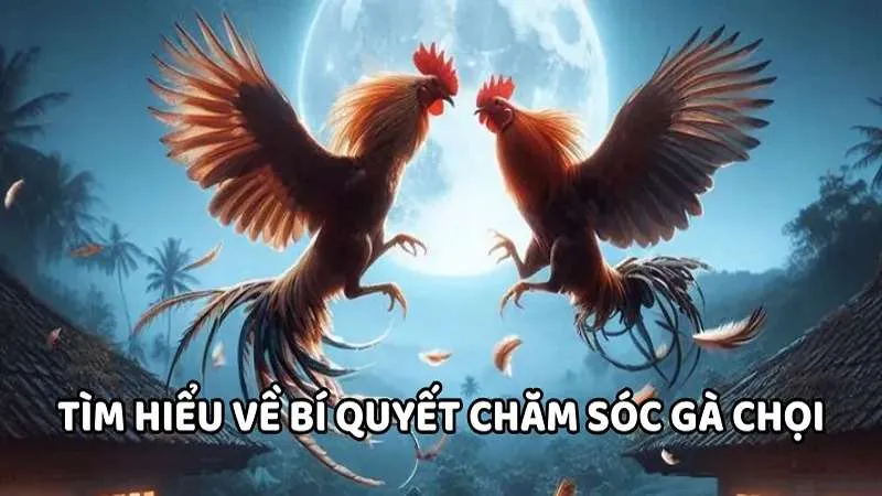 Tìm hiểu về bí quyết chăm sóc gà chọi
